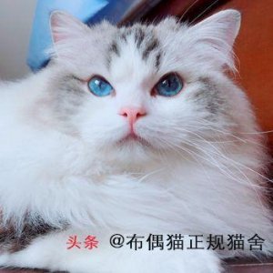 猫咪的品种介绍及图片