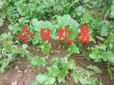 ​处暑能种哪些菜？五句老话指明，5种田园菜须在处暑节令及时种植