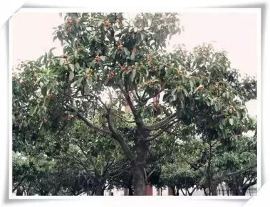 文史漫笔:生长在文学湖畔的三棵树(李修运)