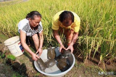 ​鉴别野生甲鱼，渔民用四种方法，十拿九稳