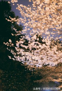 ​樱花开了，这些武大樱花女神们现在都在干嘛呢？