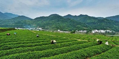 ​舌尖上的美味安康农特产之平利绞股蓝篇