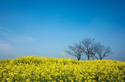 ​今天四月初四，俗语：四月四晴、木消火显，是什么意思？有啥预兆