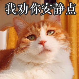 ​养“黄狸猫”能有多“香”，养过的人都说捡到宝