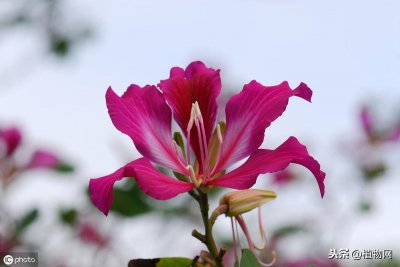 ​都说紫荆是满条红，那你可知满条红还是桂花吗?