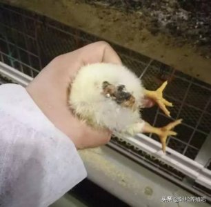 ​简单有效，一招解决鸡拉白屎，养殖收藏