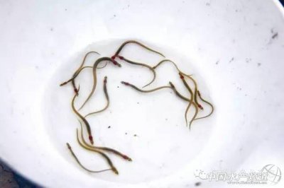 ​美洲鳗鲡苗价不高 养殖市场潜力大