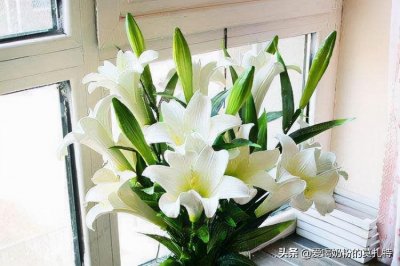 ​各种花的花语与代表的寓意，你知道么？