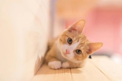 ​猫咪绝育后会记恨主人吗？