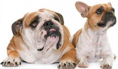 ​英国斗牛犬与法国斗牛犬的区别，你知道吗？