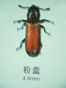 ​家里木制品的克星粉蠹和防治方法，避免财物损失
