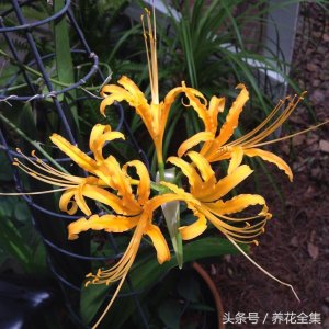 ​忽地笑也叫黄花石蒜，很多人误认为忽地笑就是彼岸花