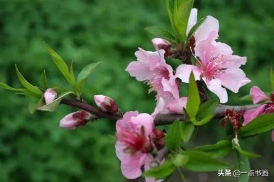 ​图文教程-写意桃花小品画法