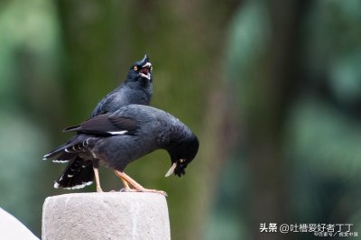 ​新手养八哥容易犯的错误
