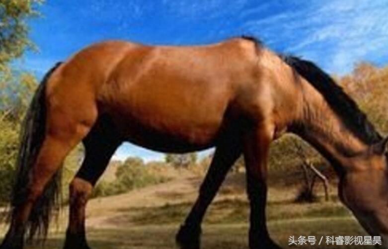 盘点中国境内的五种马,你见没见过呢?