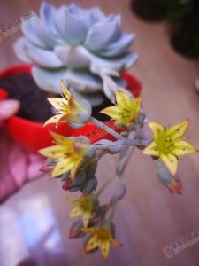 ​我家蓝石莲开花了！