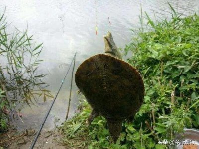 ​怎样辨别野生甲鱼？
