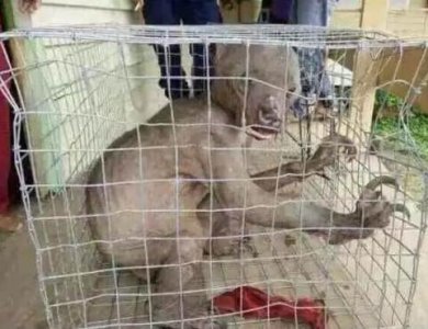​水猴子是什么东西？