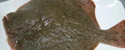 ​多宝鱼一只大概多少斤？一般多少钱一条？