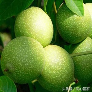 ​青皮核桃不仅好吃，营养价值更高？