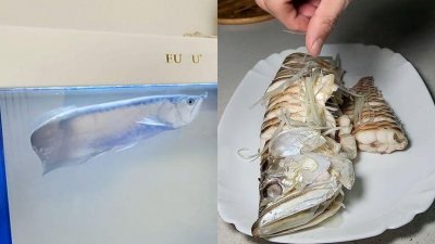 ​男子养3年龙鱼意外死亡，含泪清蒸后亲自品尝，曾能卖到30万一条