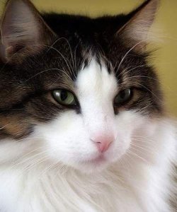 宠物百科-挪威森林猫,真正的骄傲猫类