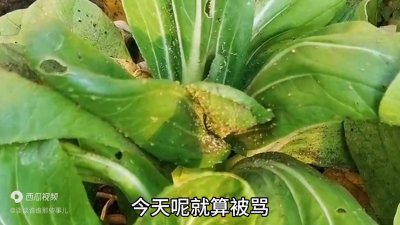 ​打蚜虫小配方