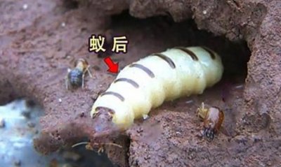 ​蚂蚁的种类介绍及消灭蚂蚁的方法