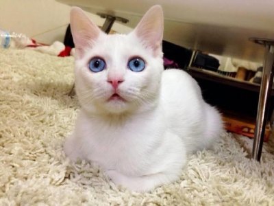 ​蓝眼白猫是不是聋子？