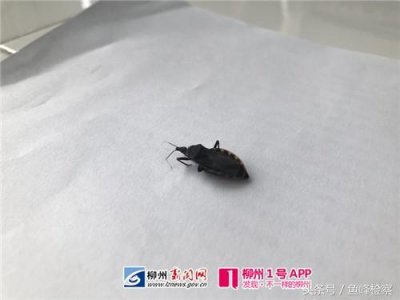 ​广西悬赏20元一只的锥蝽在柳出现，被叮后会得“新型艾滋病”？莫慌！听听官方