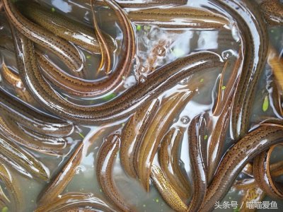 黄鳝会钻洞 养殖可以这样做