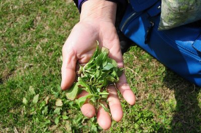 ​农村的田间地头最常见又能吃的八种野菜，你认识几种？不要错过？