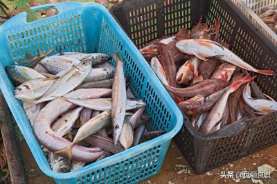 ​市场上遇到这5种鱼别手软，无法人工养殖，都是野生鱼，别不懂吃