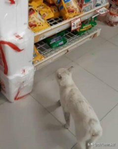 ​服了！原来流浪猫是这样为自己找新主人的