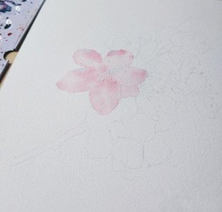​樱花水彩画的绘画教程，收藏学习