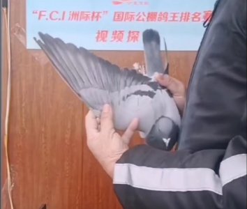 ​300，400公里均夺冠，万喜公棚神奇小鸟决赛还能创造奇迹？