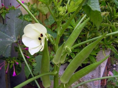 ​秋葵的种植技术管理