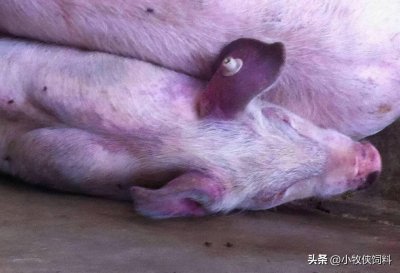​猪的蓝耳病是什么症状？猪蓝耳病快速治疗方案，养猪人赶快收藏！