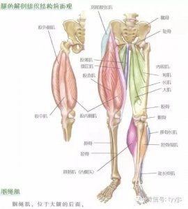​腿部肌肉组成