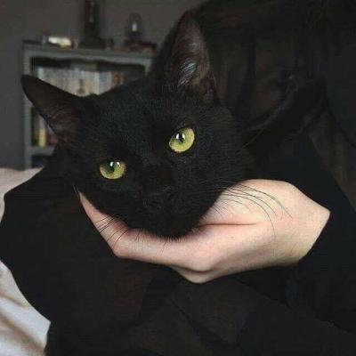 高冷动物微信头像高清可爱小猫咪