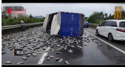 ​大货车高速上侧翻，4千斤活鱼在公路上活蹦乱跳，绵延几十米