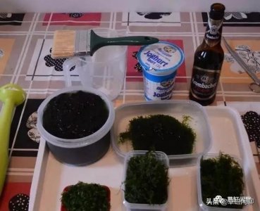 ​新手草缸造景之莫斯的繁殖方法