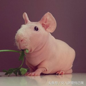 ​它真的是“猪”是能捧在手里的小猪——无毛天竺鼠 萌宝猪