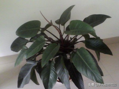 ​红宝石喜林芋的养护方法