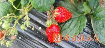​冬日体验“莓”好时光