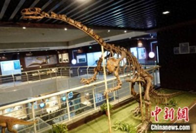 ​龙年说龙，亿万年前陆、海、空这三种龙有何奥秘？
