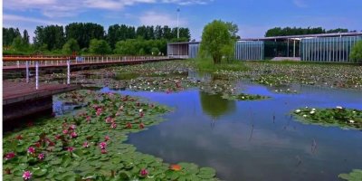 滕州微山湖红荷湿地 | 不负春光不负卿 湿地美景等您来