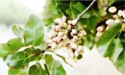 ​开心果是什么树的果实图片大全 开心果是什么树的果实就是白果吗