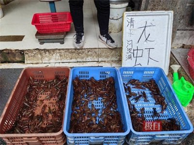 每斤20元起步，今春农贸市场的小龙虾“抢鲜价”也亲民