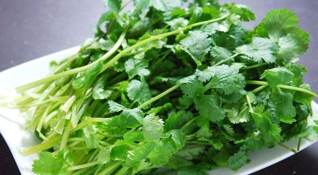 香菜怎么吃，香菜怎么吃香菜的吃法介绍？图4